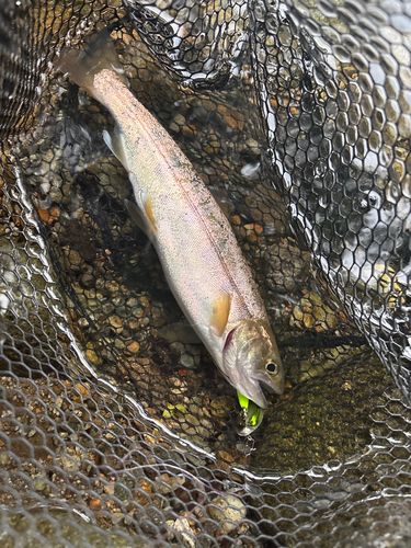 ヤマメの釣果