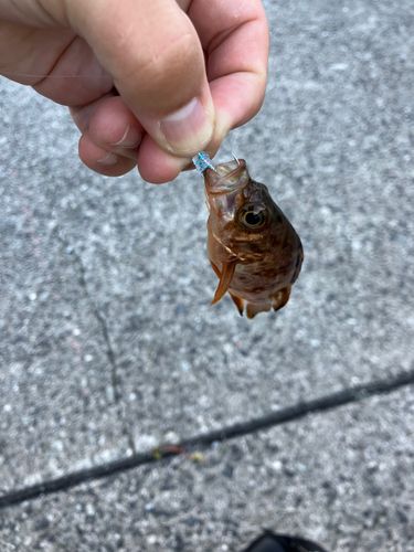 メバルの釣果