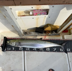 サワラの釣果