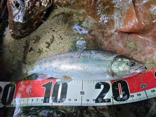 ヤマメの釣果