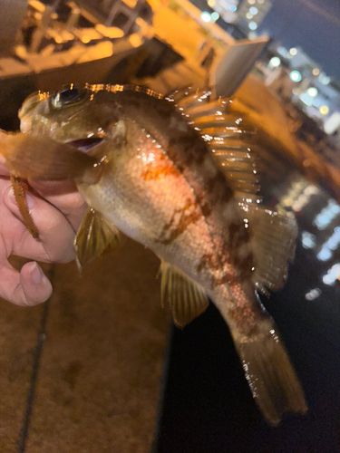 メバルの釣果