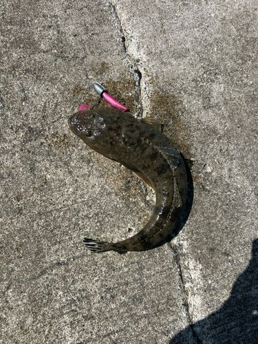 マゴチの釣果