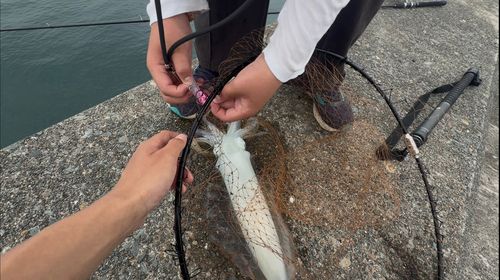 アオリイカの釣果
