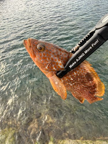 キジハタの釣果