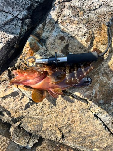 キジハタの釣果