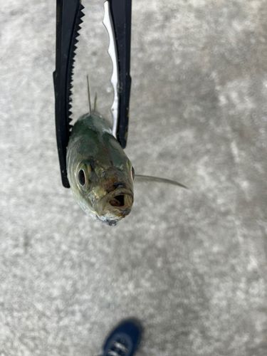 マルアジの釣果