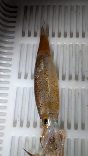 スルメイカの釣果