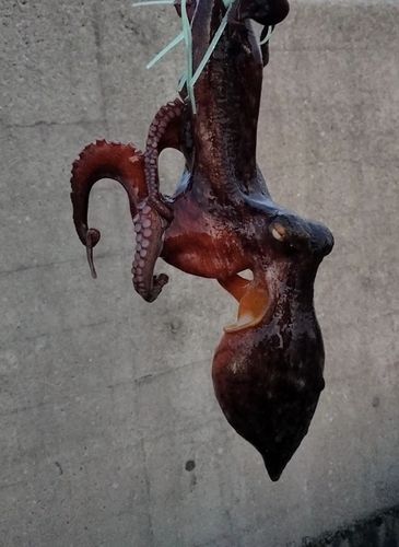 タコの釣果