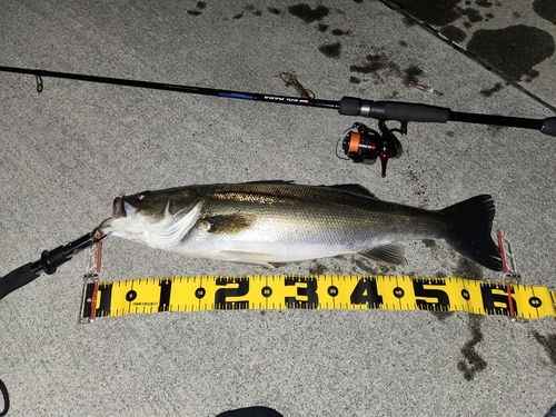 シーバスの釣果