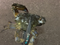 カニの釣果