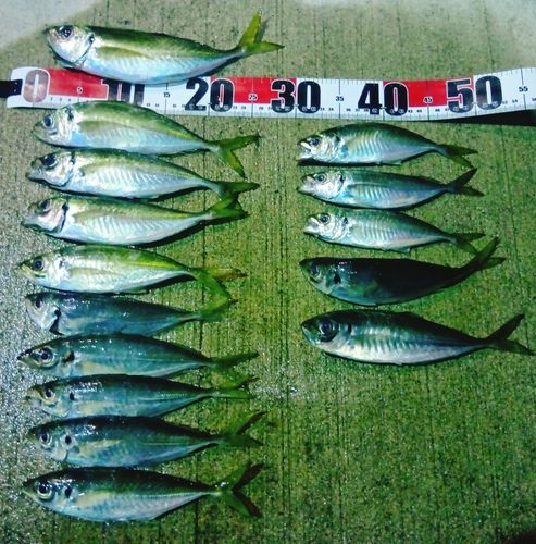 アジの釣果