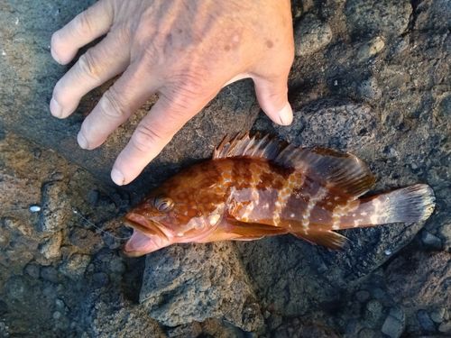 キジハタの釣果