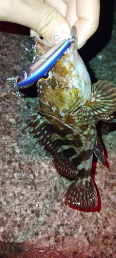 カサゴの釣果