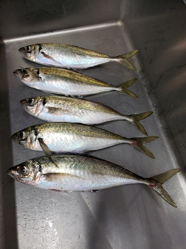 マアジの釣果