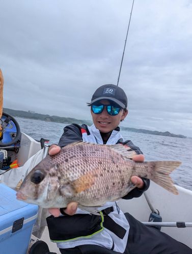 メイチダイの釣果