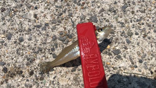 シロギスの釣果