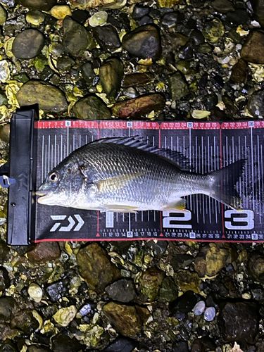 キビレの釣果