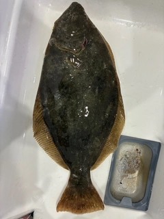 ヒラメの釣果