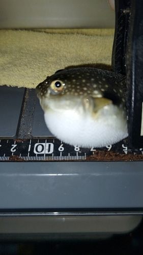 フグの釣果