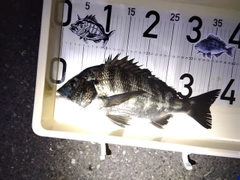 チヌの釣果