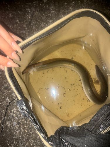 ウナギの釣果