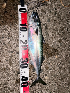 サバの釣果