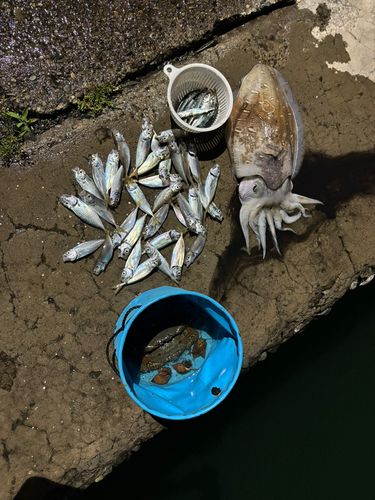 シリヤケイカの釣果