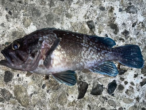 ソイの釣果