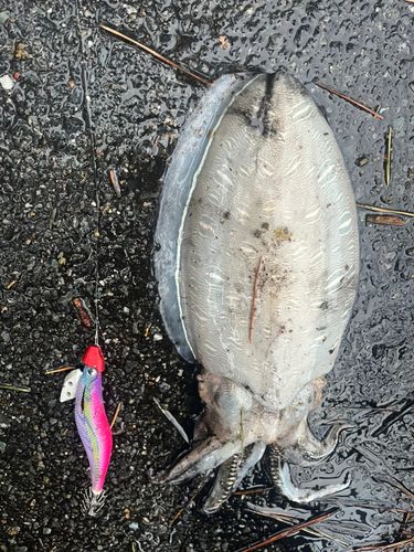 コウイカの釣果