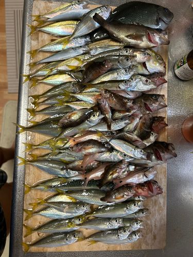 アジの釣果