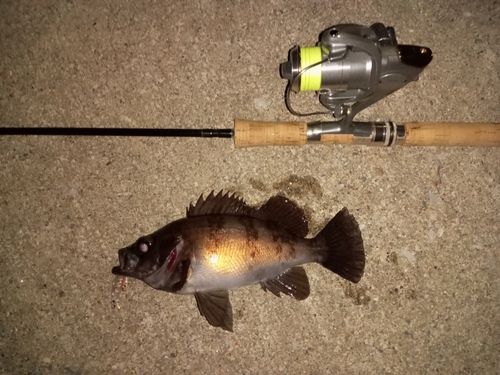 メバルの釣果