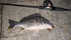 キビレの釣果