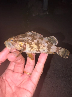 タケノコメバルの釣果