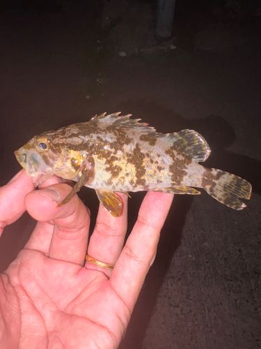 タケノコメバルの釣果