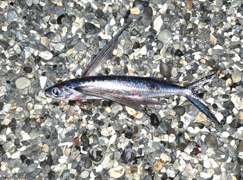 トビウオの釣果