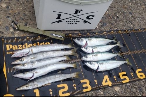 カマスの釣果