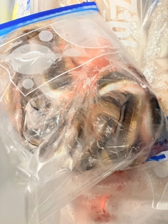 アナゴの釣果