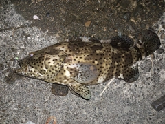 ヤイトハタの釣果