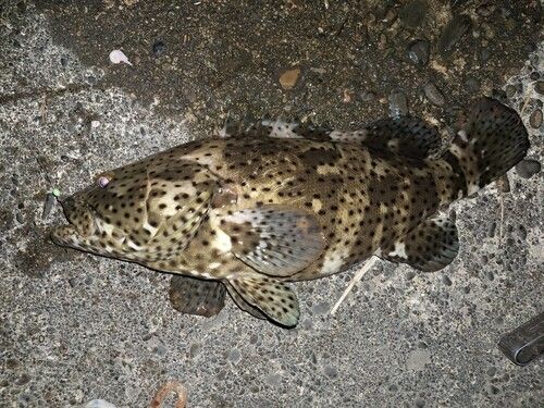 ヤイトハタの釣果