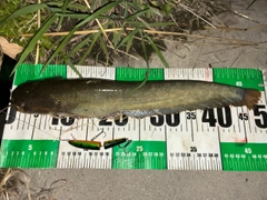 ナマズの釣果