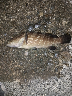 クエの釣果