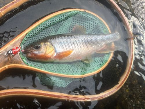 カワムツの釣果