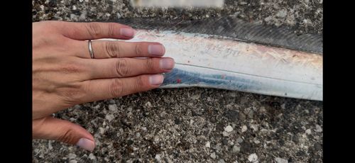 タチウオの釣果