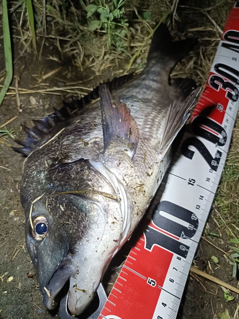DAIWA 19ラテオ R 100MLの最安値・インプレ・釣果 | 本音の口コミが