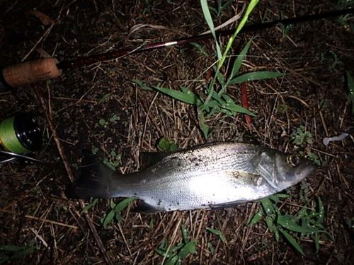 セイゴ（ヒラスズキ）の釣果