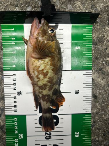 カサゴの釣果