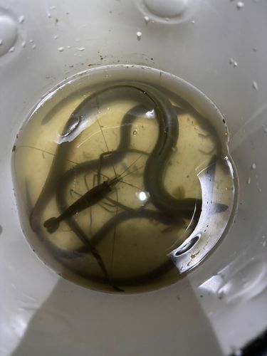 ウナギの釣果