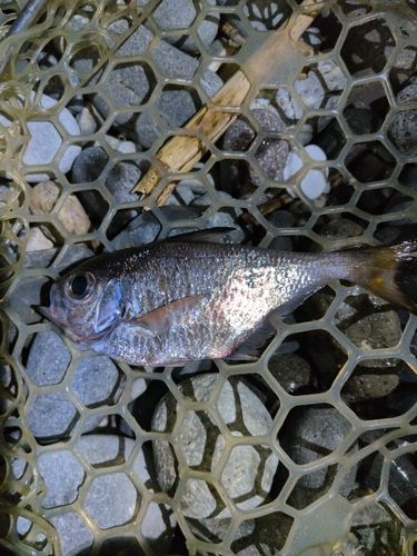ハタンポの釣果