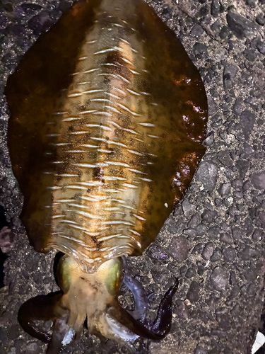 アオリイカの釣果