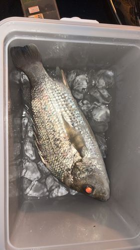 ホシミゾイサキの釣果